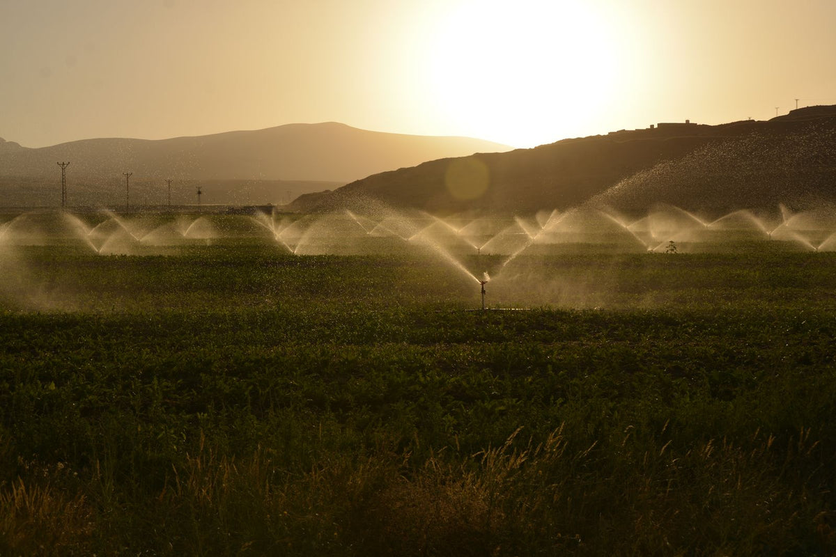 Sprinklers watering a farm field in low sunlight, illustrating irrigation water demand